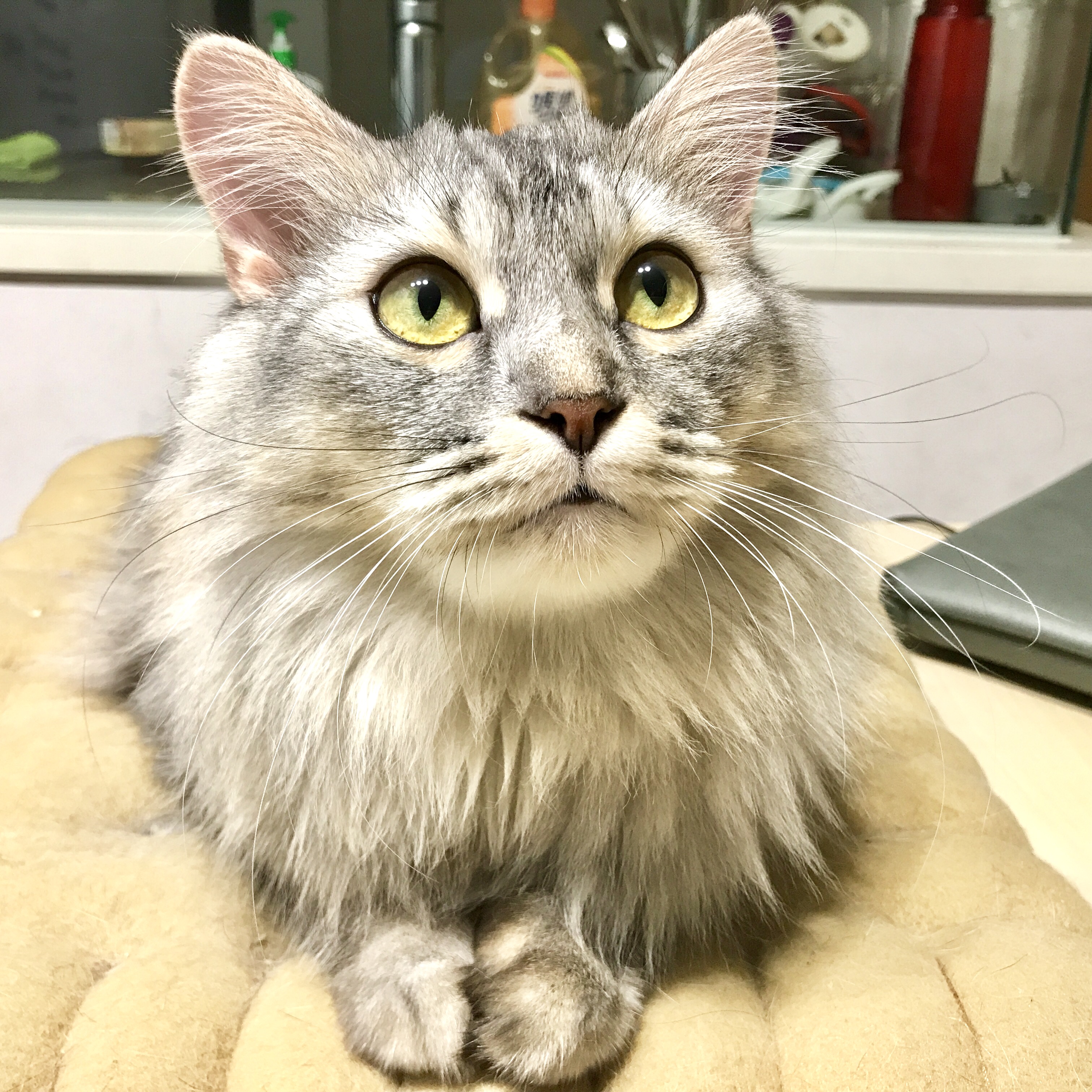 Punggol Tutor English Mathematics Science Tuition Centre Small group MOE SEAB Syllabus